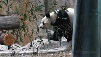 4k高清实拍动物大熊猫视频的预览图